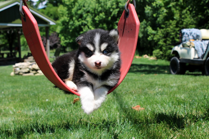 puppy, for, sale, Pomsky, Matthew B. Stoltzfus, dog, breeder, Gap, PA, dog-breeder, puppy-for-sale, forsale, nearby, find, puppyfind, locator, puppylocator, aca